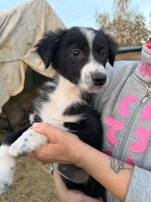 Traumhaft schöne Australian Shepherd Welpen, Hündinnen und Rüden 