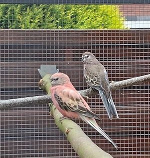 Bourkesittich gesucht 