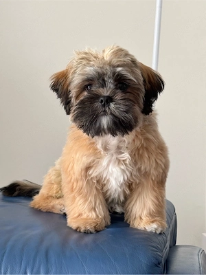 Shih-Tzu Hündin sucht ein liebevolles Zuhause
