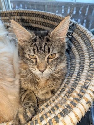 2 sehr typvolle Maine Coon Mädels Kitten 