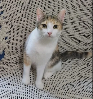 Suzy Verspieltes freundliches Katzenmädel sucht spannende Familie