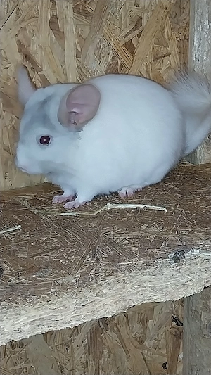 Chinchilla Mädels 