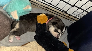 Kleine süße Maus (die letzte freie aus dem Wurf) 