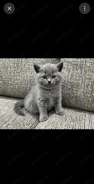 Katzenbaby 