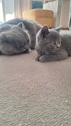 Katzenbaby 