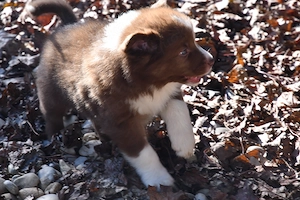 Liebe, reinrassige Border Collie Welpen