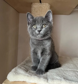 Bkh-Birma Kitten