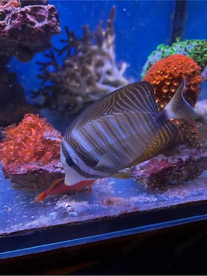 Zebrasoma Desjardinii Doktorfisch Meerwasser