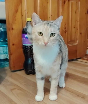 Elly Verspieltes freundliches Katzenmädel sucht spannende Familie