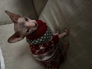 Sphynx-Kater, 7 Monate alt, sucht ein liebevolles Zuhause