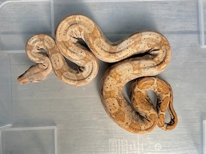 1.1 reine Hog Island Boas