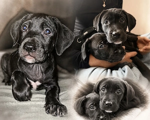 presa canario x Labrador mädchen