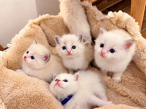 Niedliche Ragdoll Kitten 