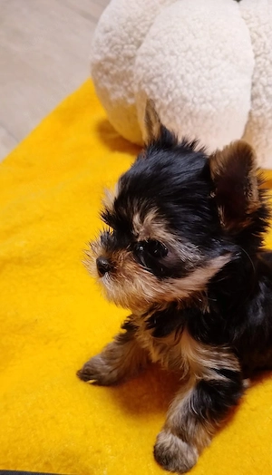 wunderschöne Yorkshire-Terrier-Welpen Mädchen 