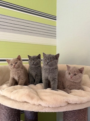 BKH-Kitten 