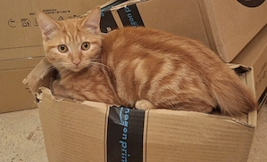 Bauernhofskitten und BKH Mix Katzenmama suchen dich (gesund, eigenständig und auszugsbereit)