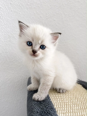 Wunderschöne Ragdoll BLH Mischlinge, 13 Wochen, sofort abzugeben