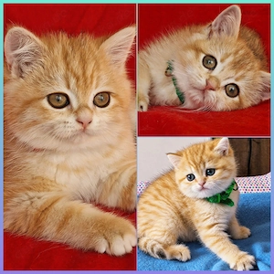Bkh Kitten mit Stammbaum Abgabebereit 