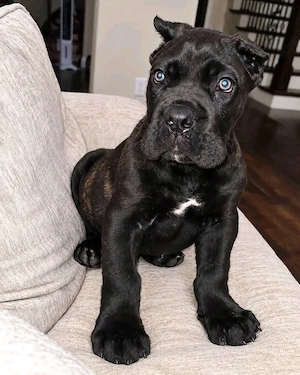 Canecorso Female 