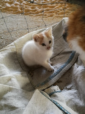 Verkaufe Jungen Kater