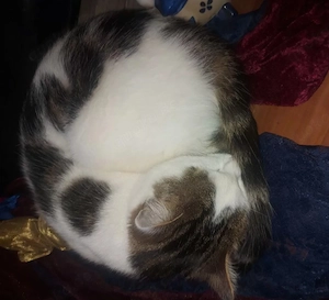 kater sucht ein neues Zuhause 