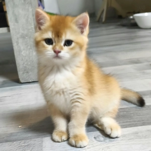 BKH Kitten. Kater. Black golden shell. Ny12 