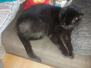kater sucht ein neues Zuhause 