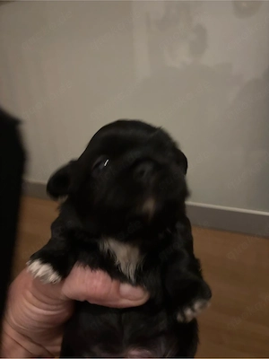 Shi-Tzu Welpen 