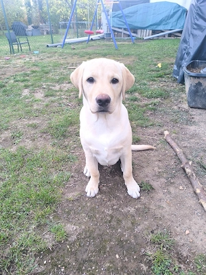 Goldener Labrador Retriever 