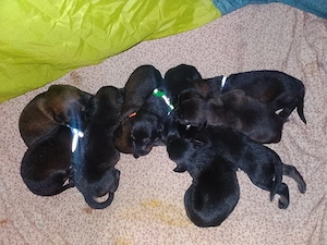 SÜSSE WELPEN zum abgeben in  einigen WOCHEN sind erst 9 TAGE ALT aber suchen LIEBEvolles ZUHAUSE 