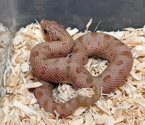 Sable, Heterodon Nasicus,Hakennasennatter 