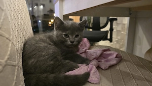 Vier Süße BKH Kitten abzugeben