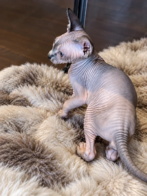 Kleiner Reinrassiger Kanadischer Sphynx Kater sucht liebevolles für immer zuhause   