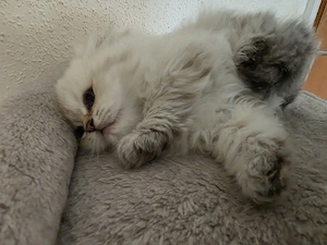 Zuckersüße Perser  BKH Kitten mit blauen Augen