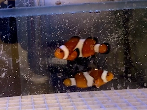 zwei clownfische meerwasser fische