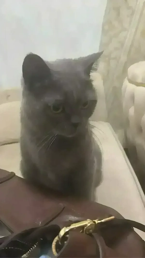 verkaufe meine katze mia und nachwuchs 