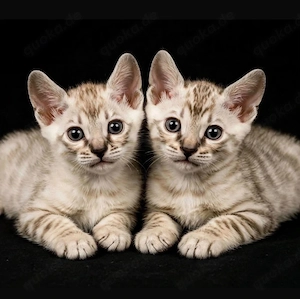 Bengal kitten 