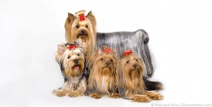 Yorkshiere Terrier 