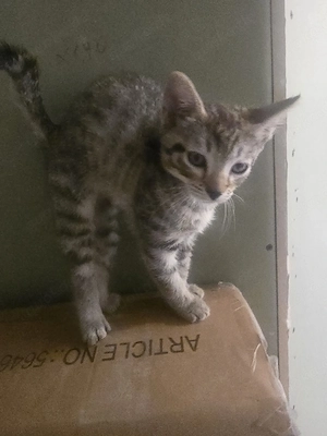 katze zu verkaufen