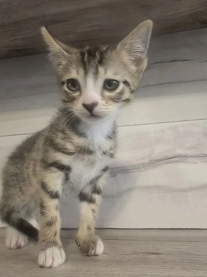 katze zu verkaufen