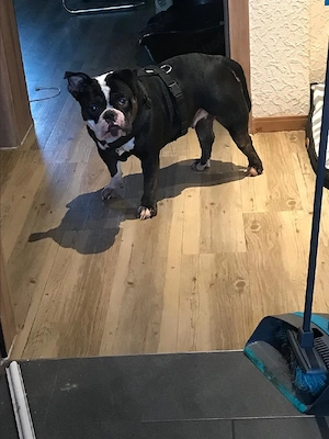 old english bulldog Zu verkaufen 