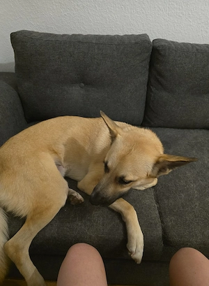 Schäferhund sucht dringend ein neues Zuhause 