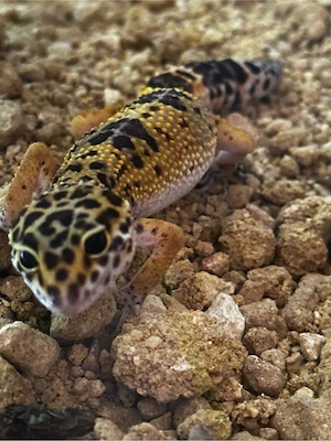leopardgecko
