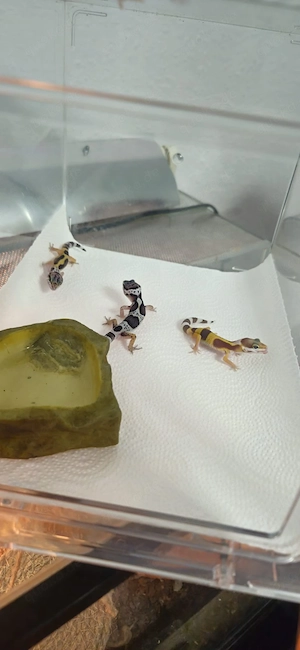 leopard geckos