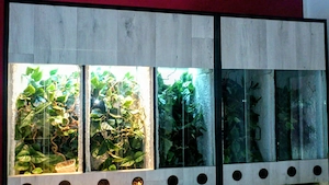 Aufzucht Terrarien in drei Längen 