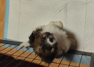Süsser Tibet spaniel Yorkie mix Welpe