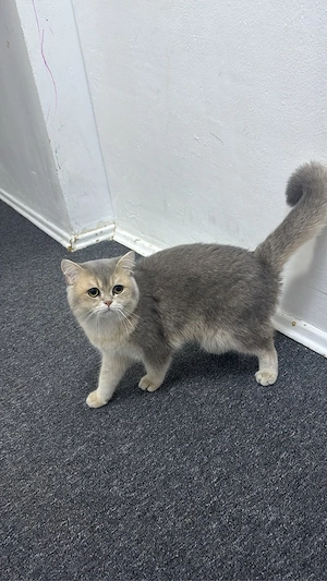 kater zu Verkaufen