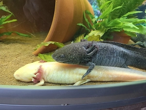 Axolotl mit Aquarium und Technik abzugeben 