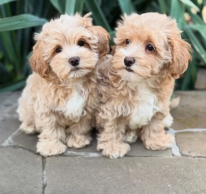 maltipoo welpen