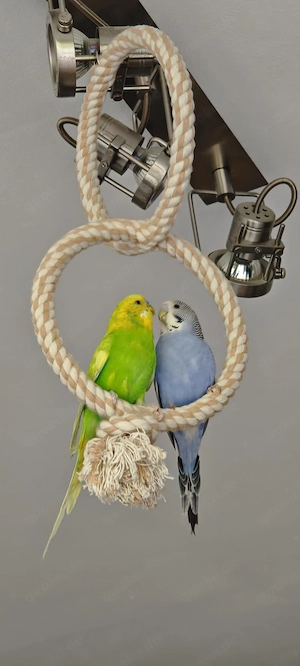 Kiwi und Krümel 